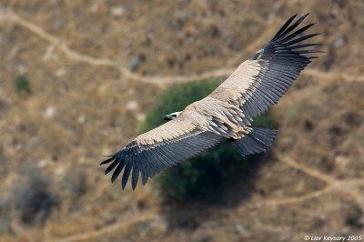 Griffon Vulture_8919.jpg