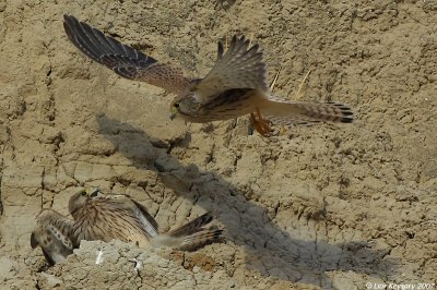 Common Kestrel_bazzz_3985