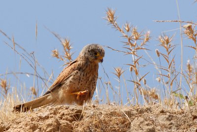 Common Kestrel_3631