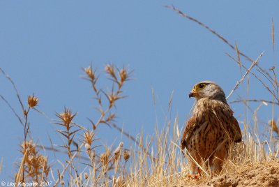 Common Kestrel_3620