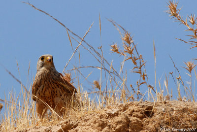 Common Kestrel_3619