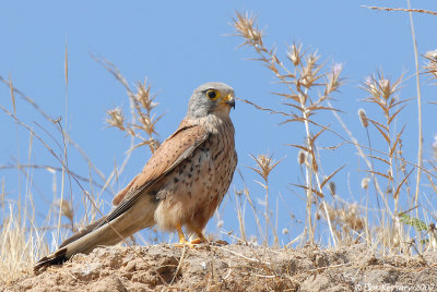 Common Kestrel_3589