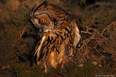 Long-eared Owl_7036