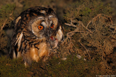 Long-eared Owl_7025
