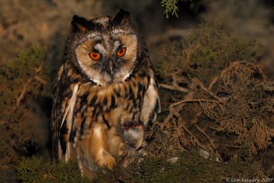 Long-eared Owl_7008