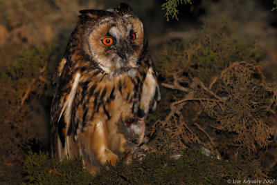 Long-eared Owl_7003