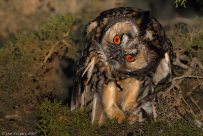 Long-eared Owl_6936