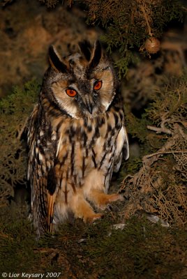 Long-eared Owl_7096