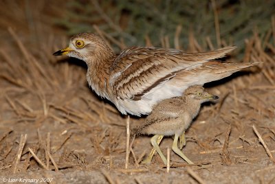 Stone-curlew_7473