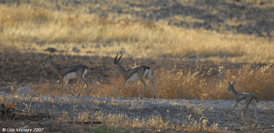 Gazella gazella at dawn Jordan Valley 8314