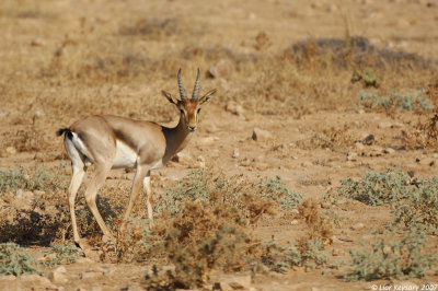 Gazella gazell Jordan Valleya 8442