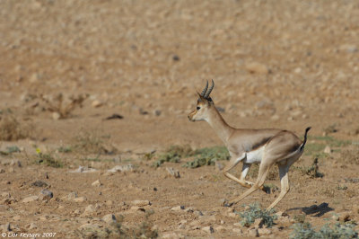Gazella gazella Jordan Valley8485