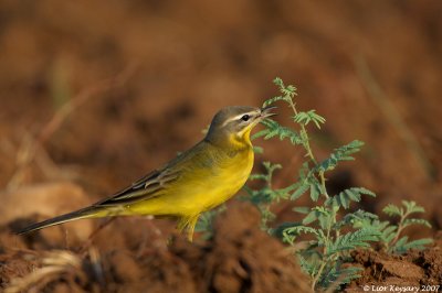 yellow wagtail_6186