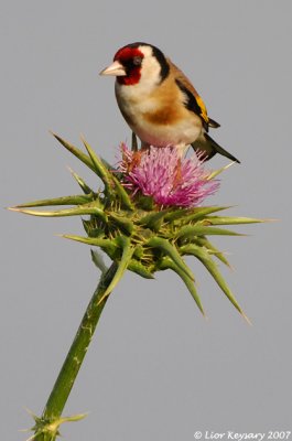 goldfinch_9974