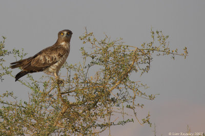 Short-toed Eagle 1253