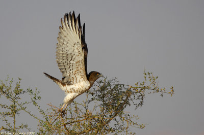 Short-toed Eagle