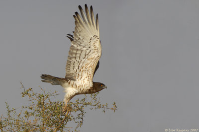 Short-toed Eagle 1256