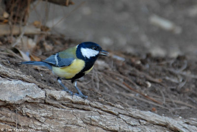 Great Tit 7729