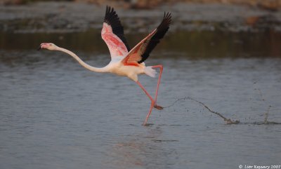 Flamingo 7902