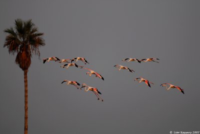 Flamingos 7906