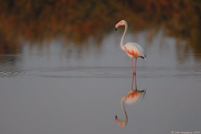 Flamingo 3249