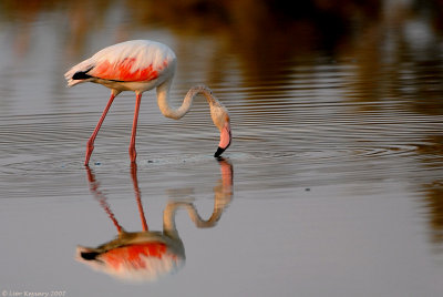 Flamingo 3262