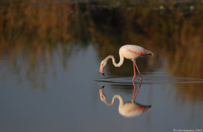 Flamingo 3329