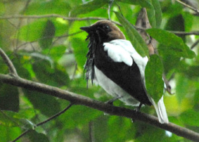 Bearded Bellbird - AWNC