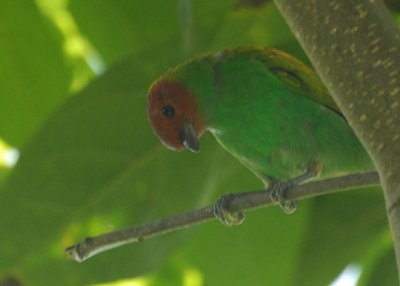 Bay-headed Tanager - Blanchisseuse Road