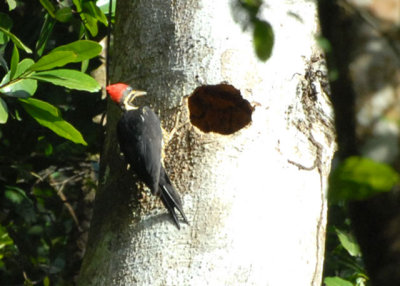 Linneated Woodpecker - Blanchisseuse Road