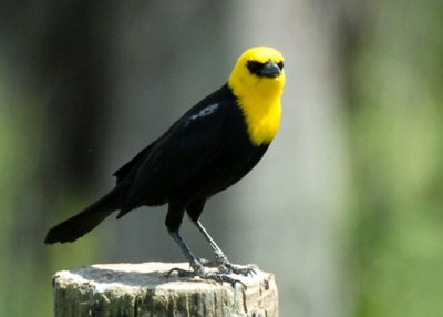 Yellow-hooded Blackbird - Aripo Ag Research Station