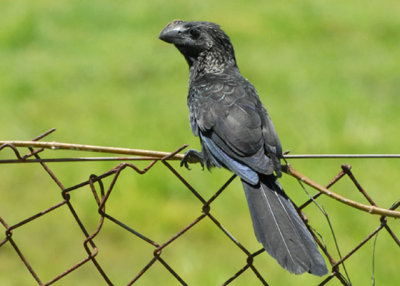 Smooth-billed Ani - AARS