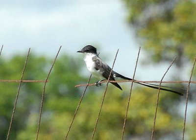 Fork-tailed Flycatcher - AARS