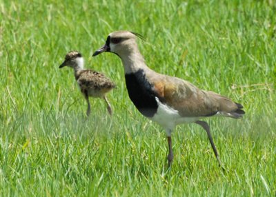 Southern Lapwing - AARS