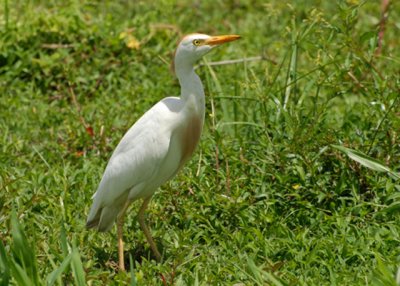 Cattle Egret - AARS