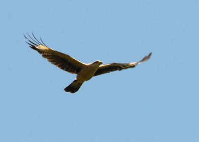 Yellow-headed Caracara - Manzanilla Road