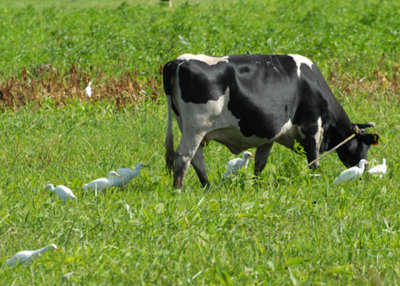 Cattle Egrets & cow - Nariva Swamp