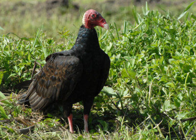 Turkey Vulture - Nariva Swamp