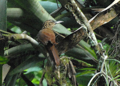 Cocoa Woodcreeper - AWNC