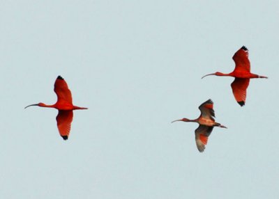 Scarlet Ibises - Caroni Swamp