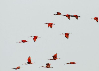 Scarlet Ibises - Caroni Swamp