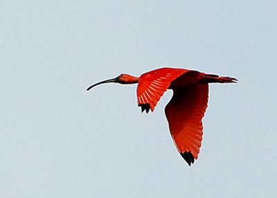 Scarlet Ibis - Caroni Swamp