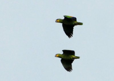 Orange-winged Parrots - Caroni Swamp