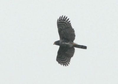 Gray-headed Kite (juvenile) - Blanchisseuse Road (Transmission Hill)