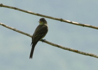 Tropical Pewee - Blanchisseuse Road