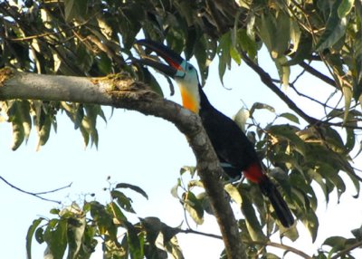 Channel-billed Toucan - Blanchisseuse Road
