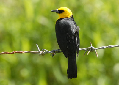 Yellow-hooded Blackbird - AARS