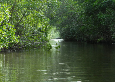 Mangroves of Caroni Swamp