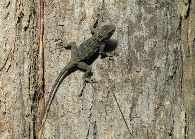Spiney Tree Lizard - AWNC
