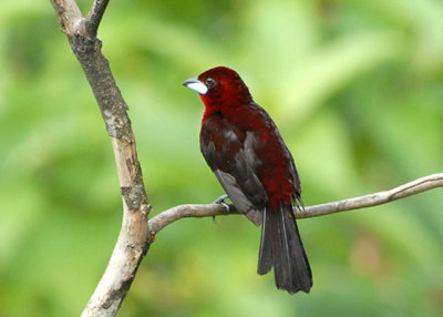 Silver-beaked Tanager - AWNC